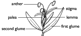 Line drawing of a California brome floret