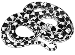 Illustration of a gophersnake