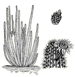 illustration of an organ pipe cactus