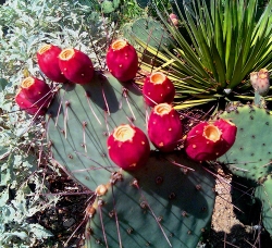 Prickly Pear