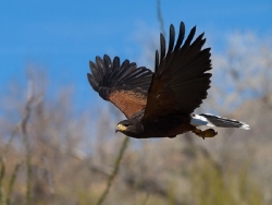 Harris Hawk in flight