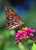Thumbnail of 13_Hagler-Butterfly.jpg
