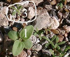 Seedlings close-up