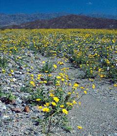 Ingram-Death V sunflowers