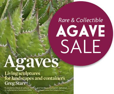 Book cover: Agaves Living sculptures for landscapes and containers, by Greg Starr