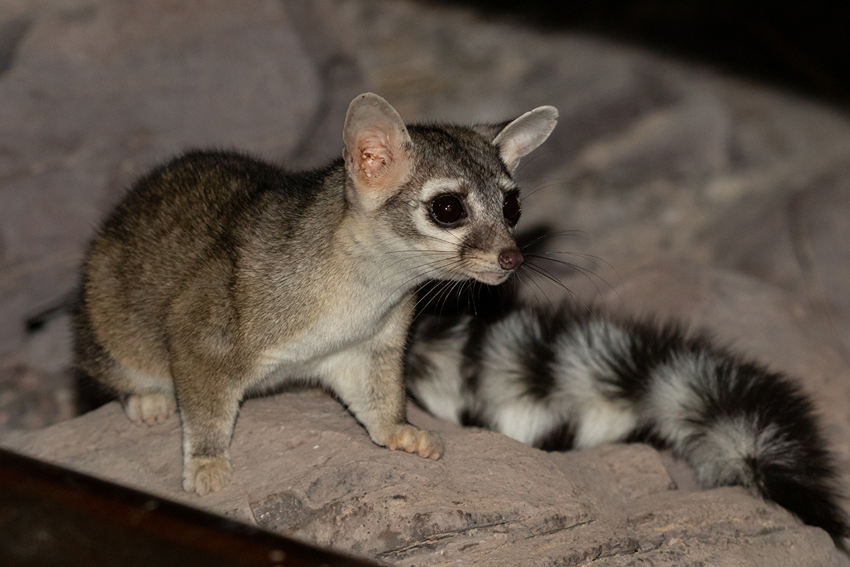 Photo of Ringtail