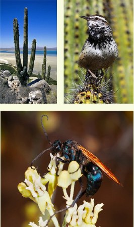 Catapiller, flower and bird