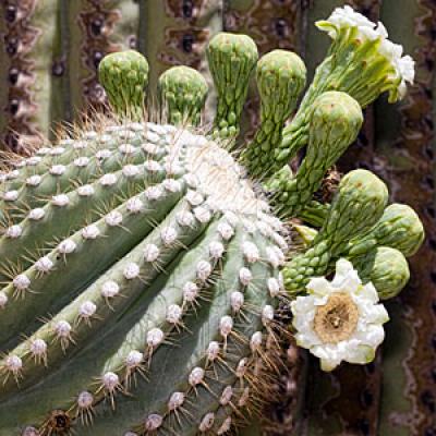 Saguaro flower and buds
