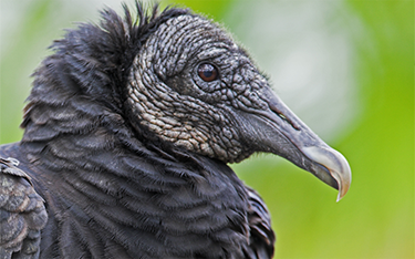 Black Vulture - Head