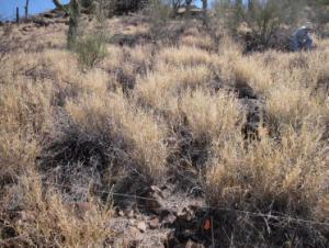 Patch of buffelgrass
