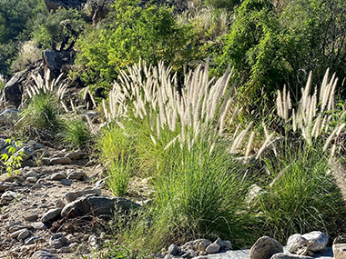 Fountain grass on a slope