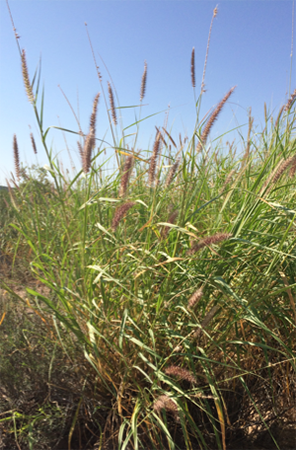 Buffelgrass clump