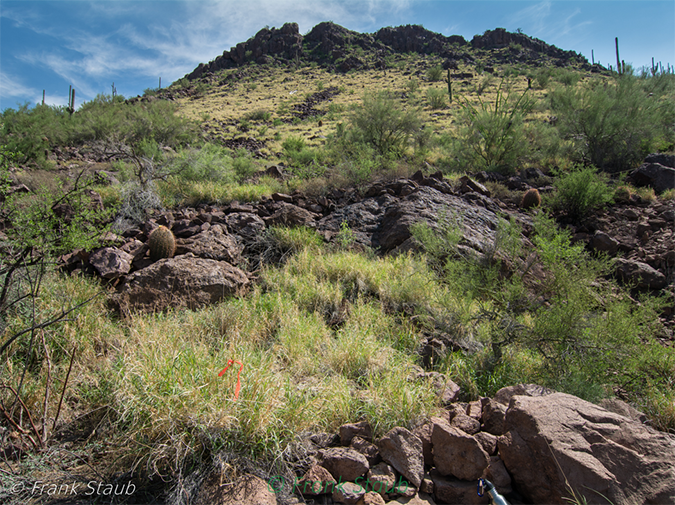 Buffelgrass on a rocky slope