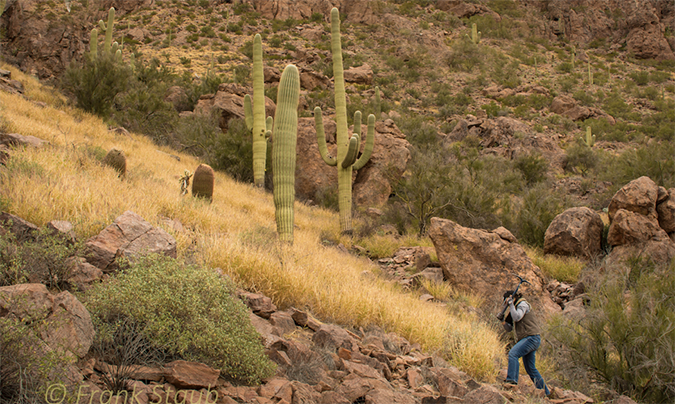 Volunteer removing buffelgrass on a rocky slope, using a pick
