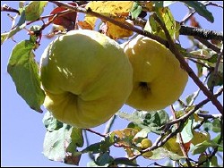 Quince Fruit, Oracle, Arizona