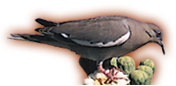 White-winged dove