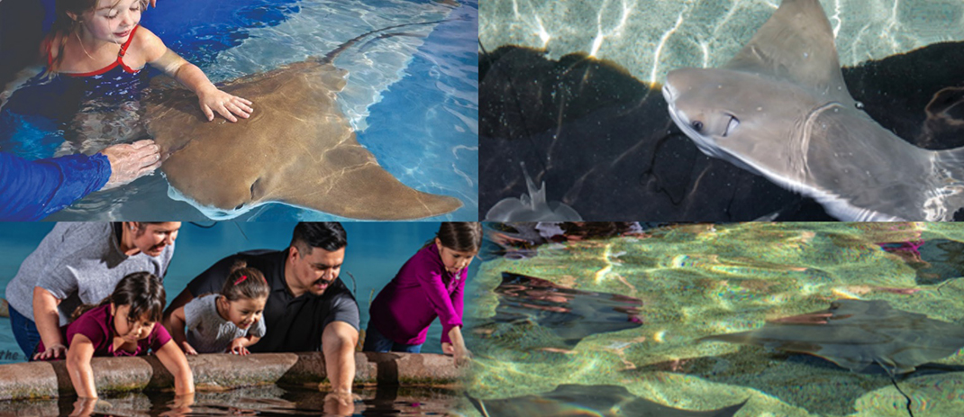 Photo of Stingray Touch