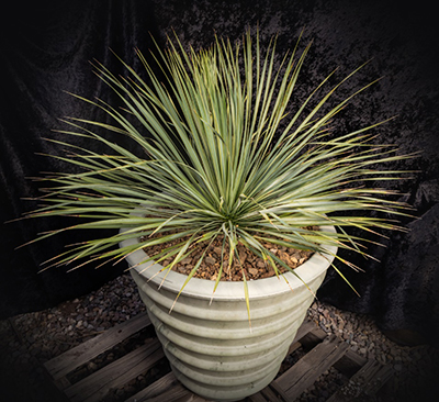 Photo of Yucca Rostrata