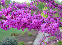 Photo of Red Bud tree