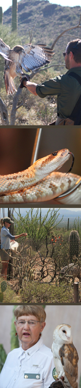 Photos of raptor free flight, live and (sort of) on the loose, keeper encounters and docent animal demonstrations