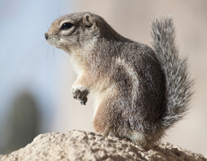 Harris' Antelope Ground Squirrel