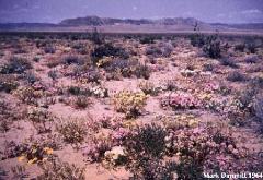 1964 flower display