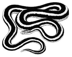 Line drawing of a rosy boa