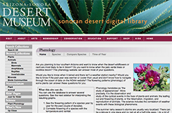 Phenology Database