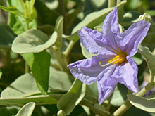 Sonoran Nightshade