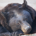 Black Bear