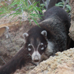 Coati