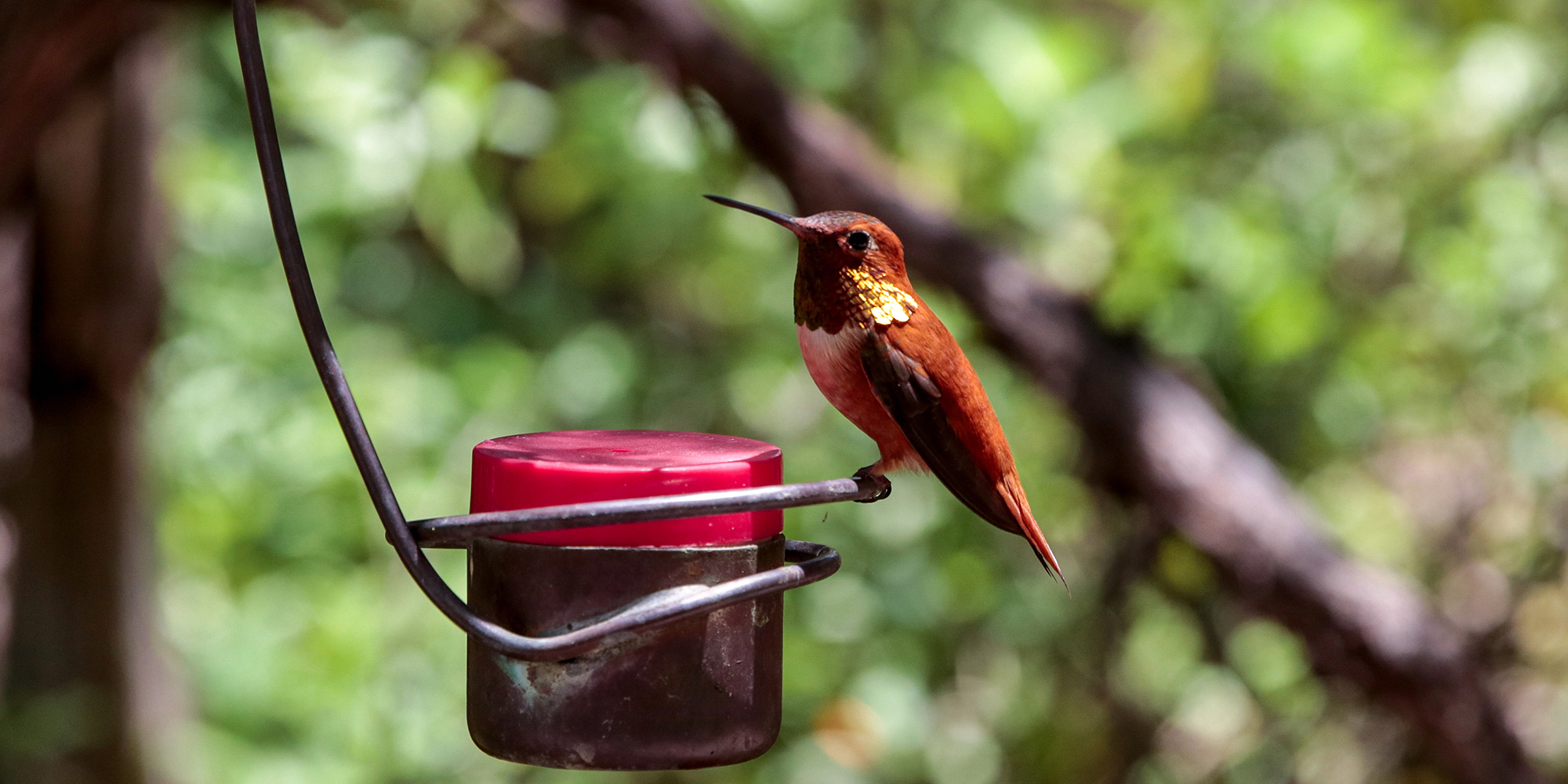 Hummingbird