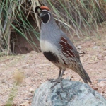 Quail