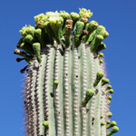 Saguaro