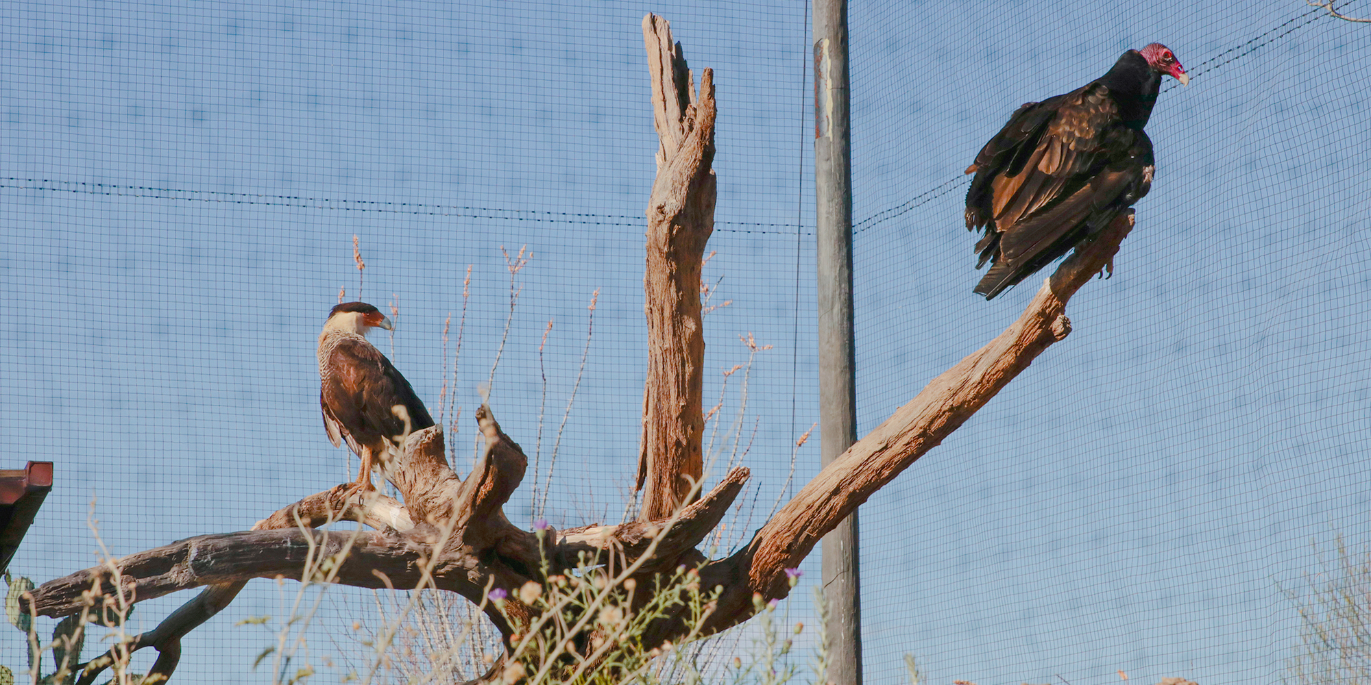 Turkey Vulture