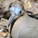 Dove