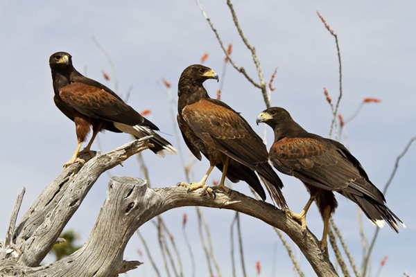 Our Harris's Hawk Family