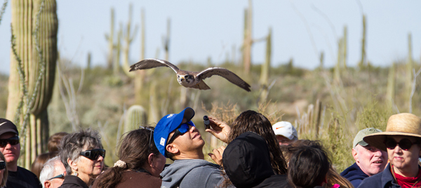 The crowd watches as a Prairie Falcon flies over their heads
