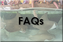 Kids touching stingrays