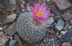 The Chihuahuan snowball (Thelocactus macdowellii) is just one of many cacti
in the garden-credit Liz Kemp