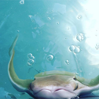 Photo of a Aquatic Interpreter Intern intern