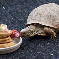 Photo of a Tortoise Adoption Program (TAP) volunteer
