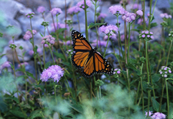 Monarch Butterfly