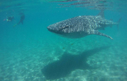 Whaleshark