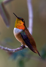 Rufous Hummingbird