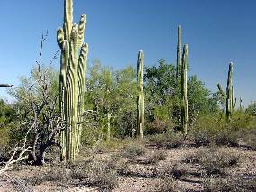 Photo of saguaro and Ironwood tree size comparison