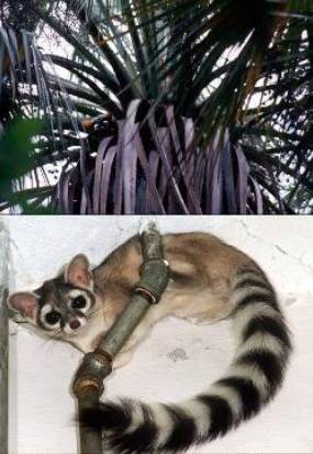 Ringtail