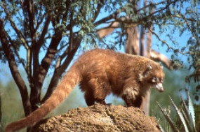 Coatimundi