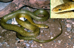 Green Rat Snake