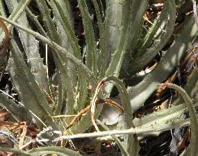 Hechtia Montana - close up detail